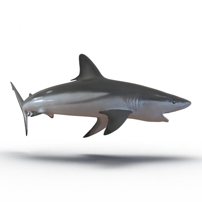 Grey Reef Shark Swimming Pose 3D model