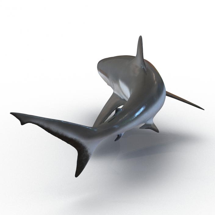 Grey Reef Shark Swimming Pose 3D model