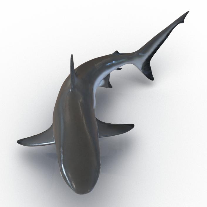 Grey Reef Shark Swimming Pose 3D model