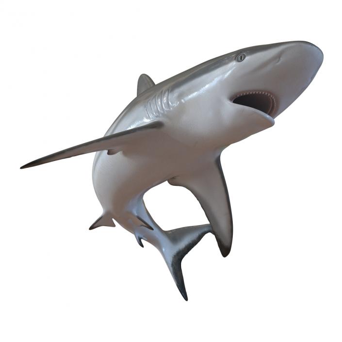 Grey Reef Shark Swimming Pose 3D model