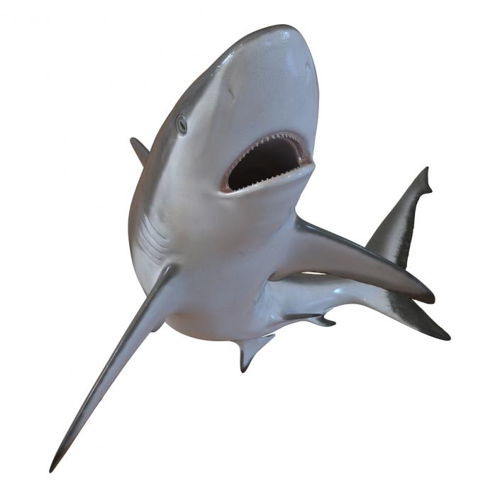 Grey Reef Shark Swimming Pose 3D model