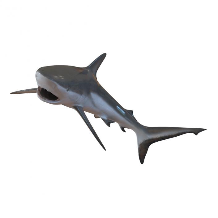 Grey Reef Shark Swimming Pose 3D model