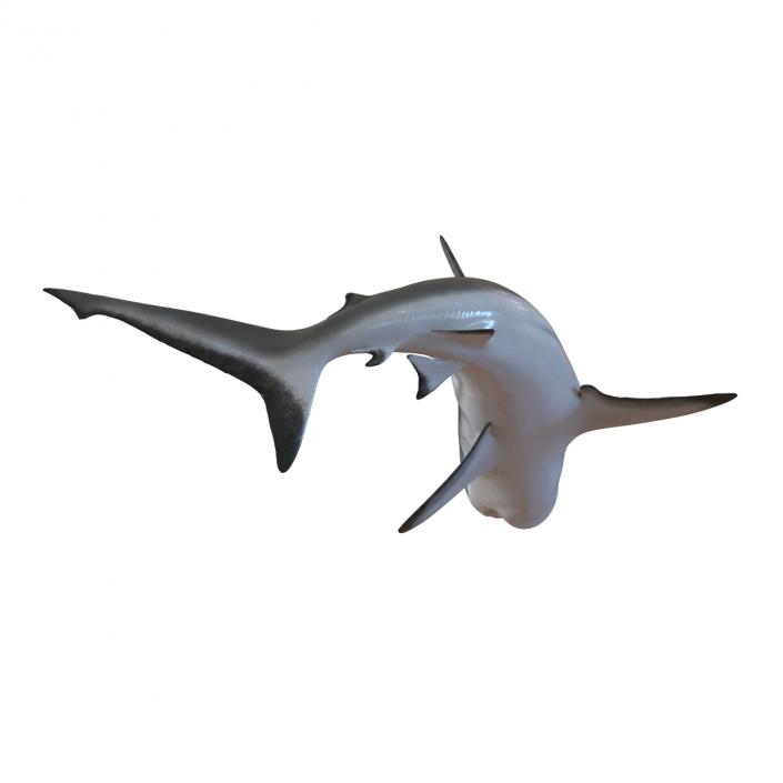 Grey Reef Shark Swimming Pose 3D model