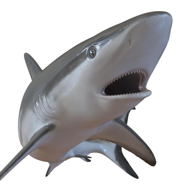 Grey Reef Shark Swimming Pose 3D model