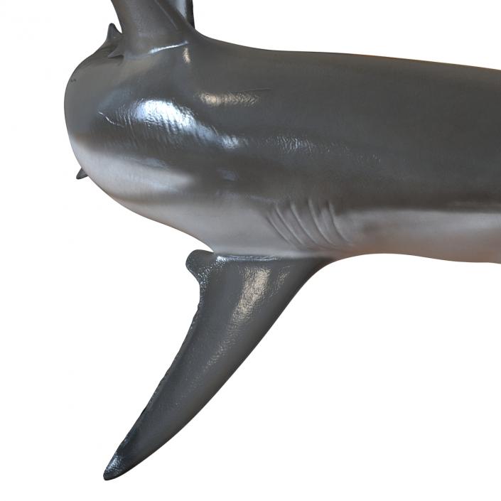 Grey Reef Shark Swimming Pose 3D model