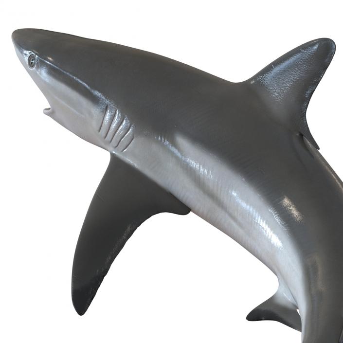 Grey Reef Shark Swimming Pose 3D model