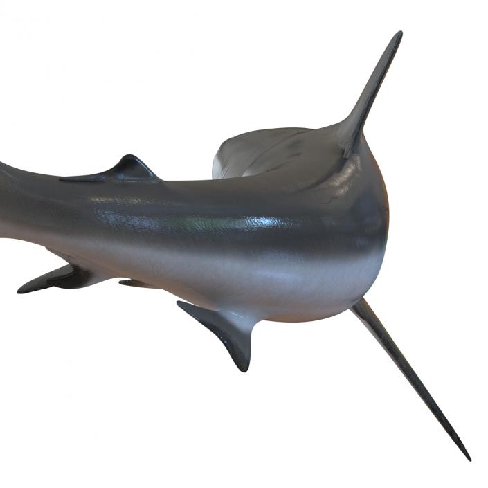 Grey Reef Shark Swimming Pose 3D model