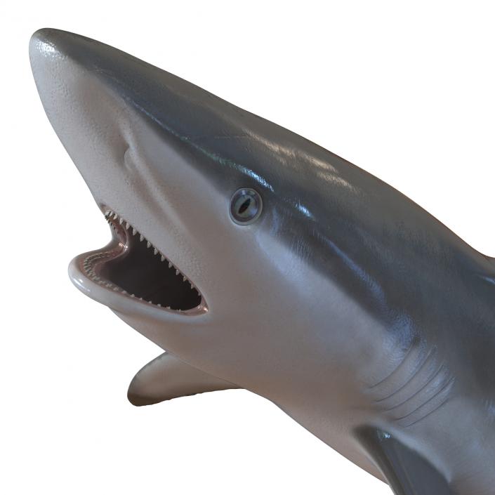 Grey Reef Shark Swimming Pose 3D model