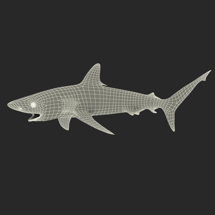 Grey Reef Shark Swimming Pose 3D model