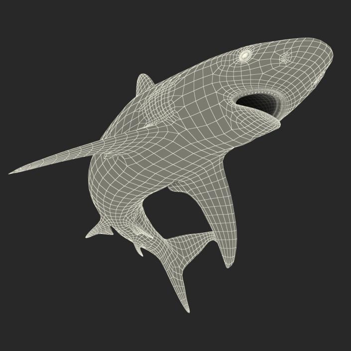 Grey Reef Shark Swimming Pose 3D model