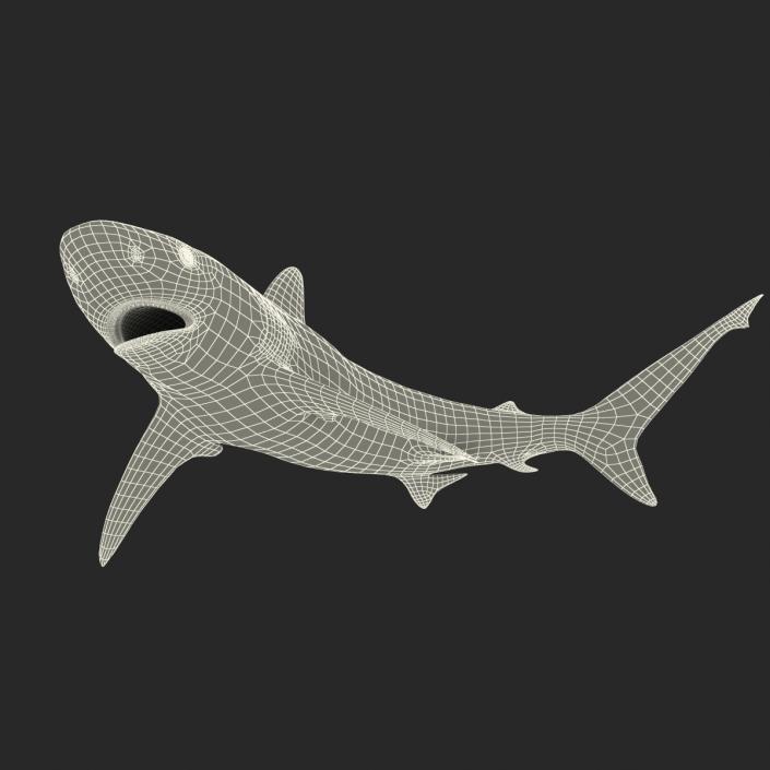 Grey Reef Shark Swimming Pose 3D model