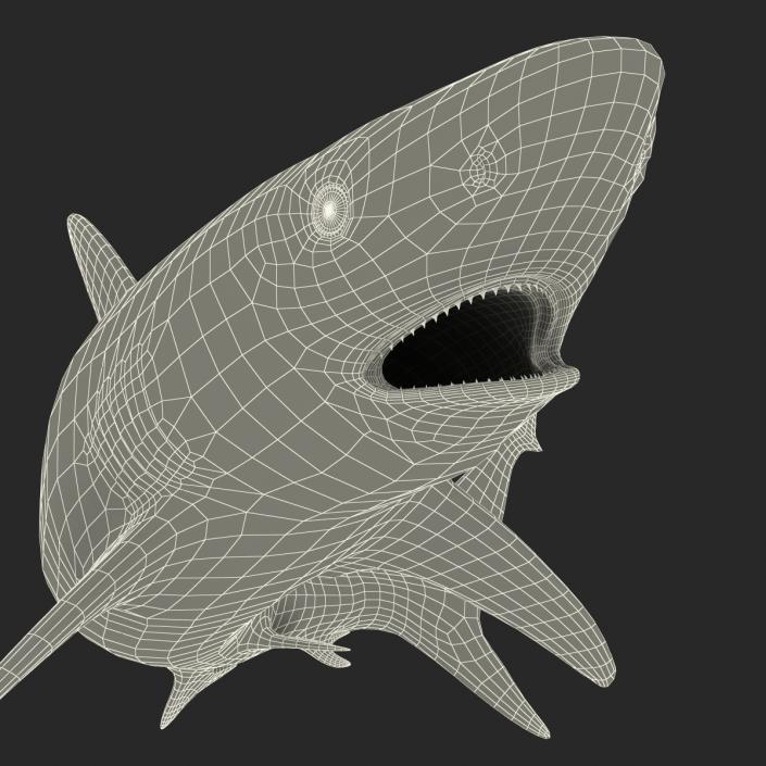 Grey Reef Shark Swimming Pose 3D model