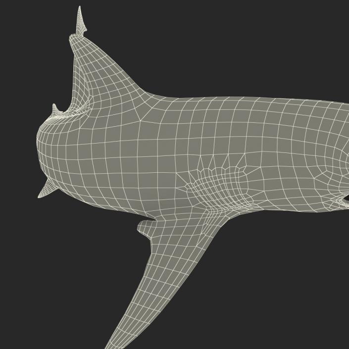 Grey Reef Shark Swimming Pose 3D model