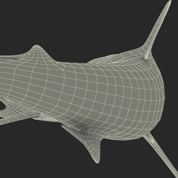 Grey Reef Shark Swimming Pose 3D model