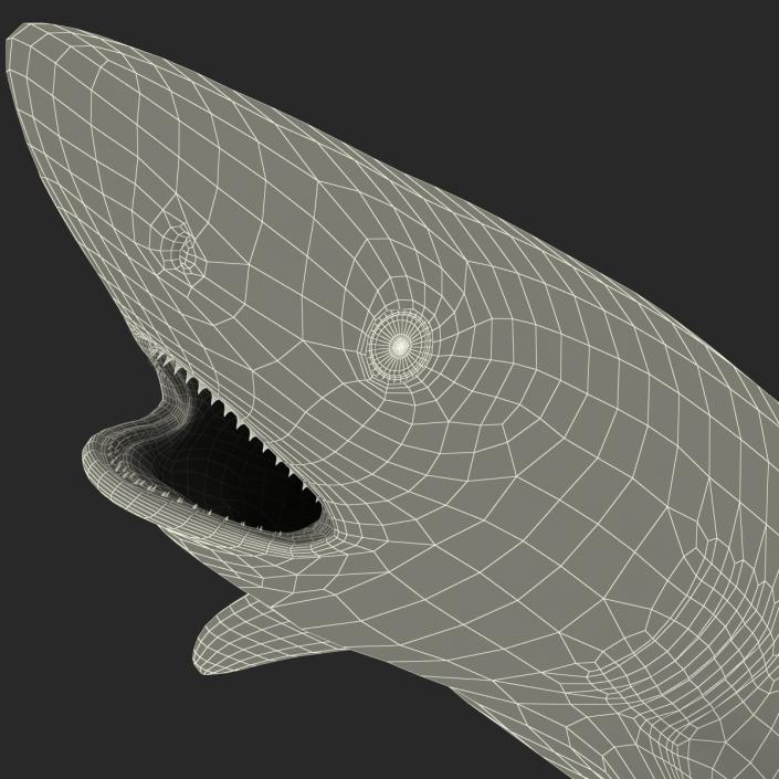 Grey Reef Shark Swimming Pose 3D model