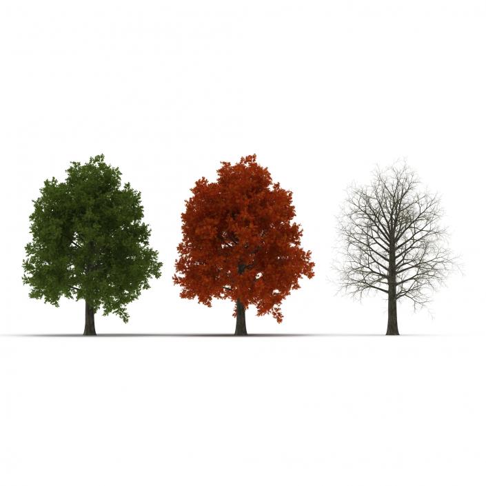 3D Red Oak Tree Set