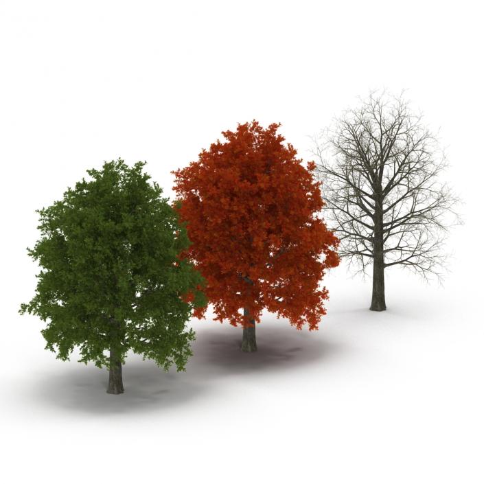 3D Red Oak Tree Set