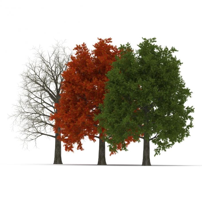 3D Red Oak Tree Set