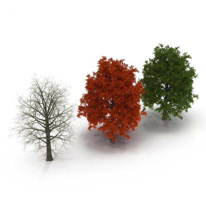 3D Red Oak Tree Set