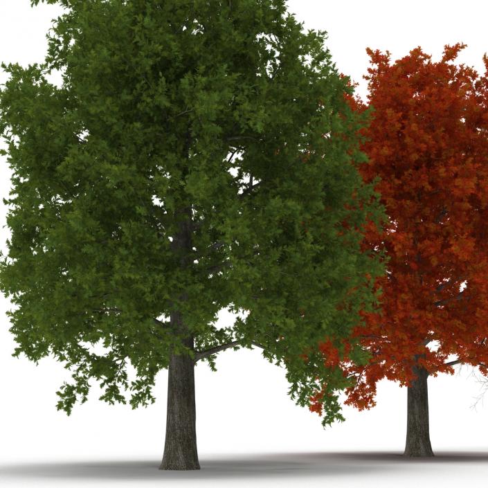 3D Red Oak Tree Set