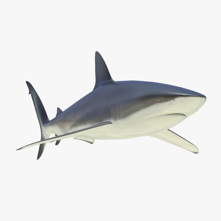 3D Dusky Shark