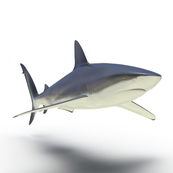 3D Dusky Shark