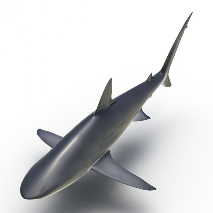 3D Dusky Shark