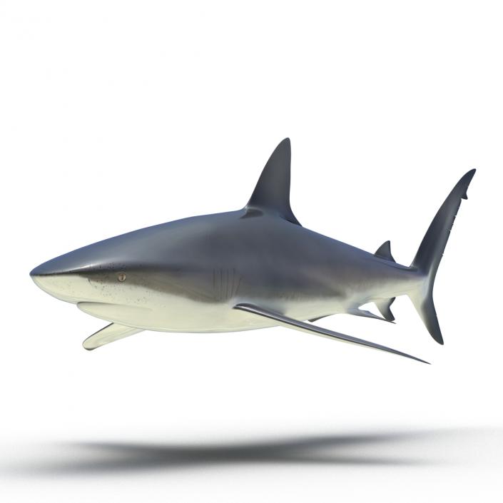 3D Dusky Shark