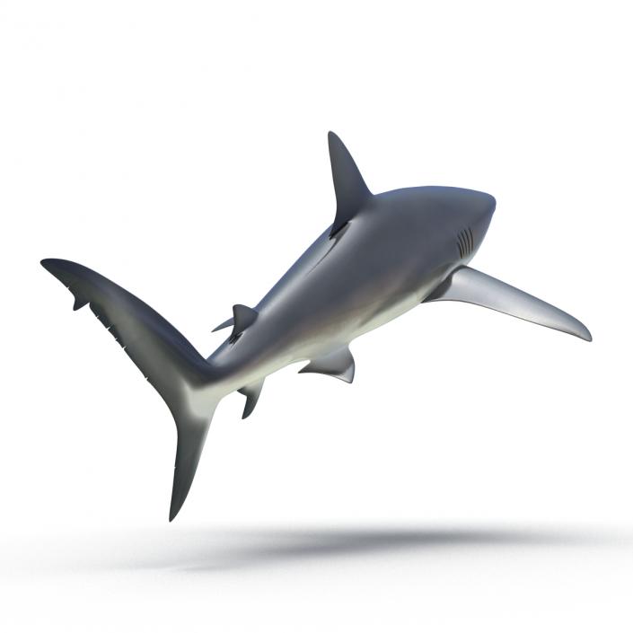 3D Dusky Shark