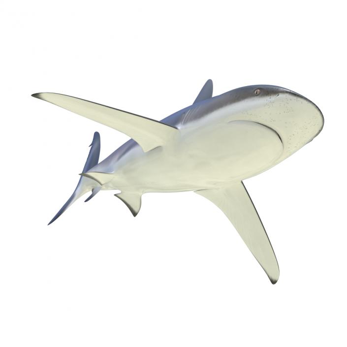 3D Dusky Shark