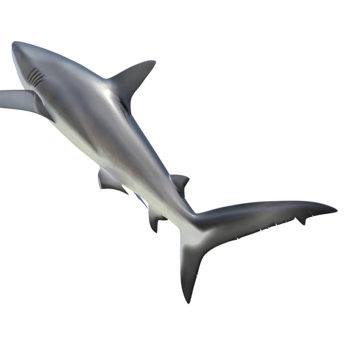 3D Dusky Shark