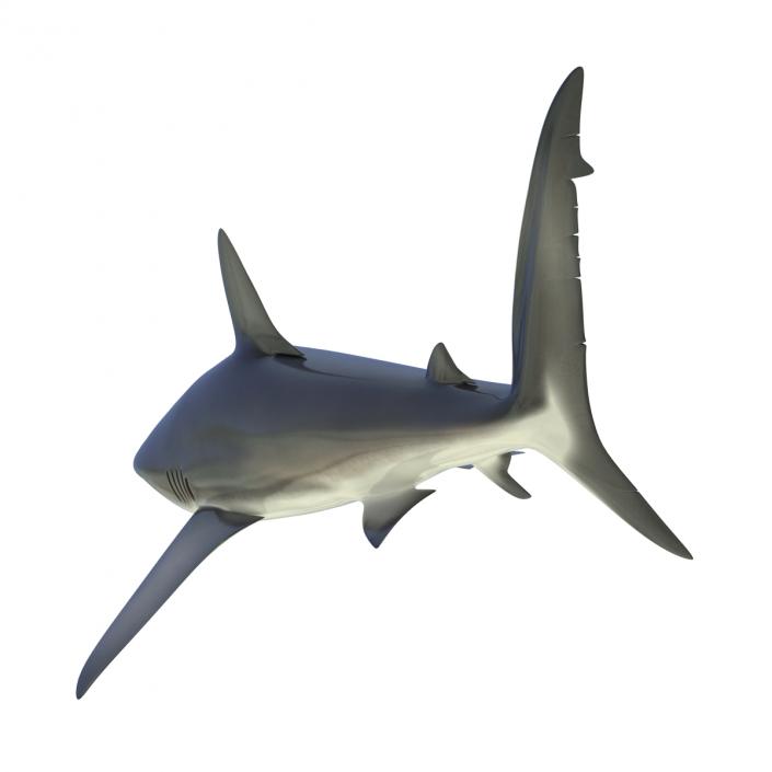 3D Dusky Shark