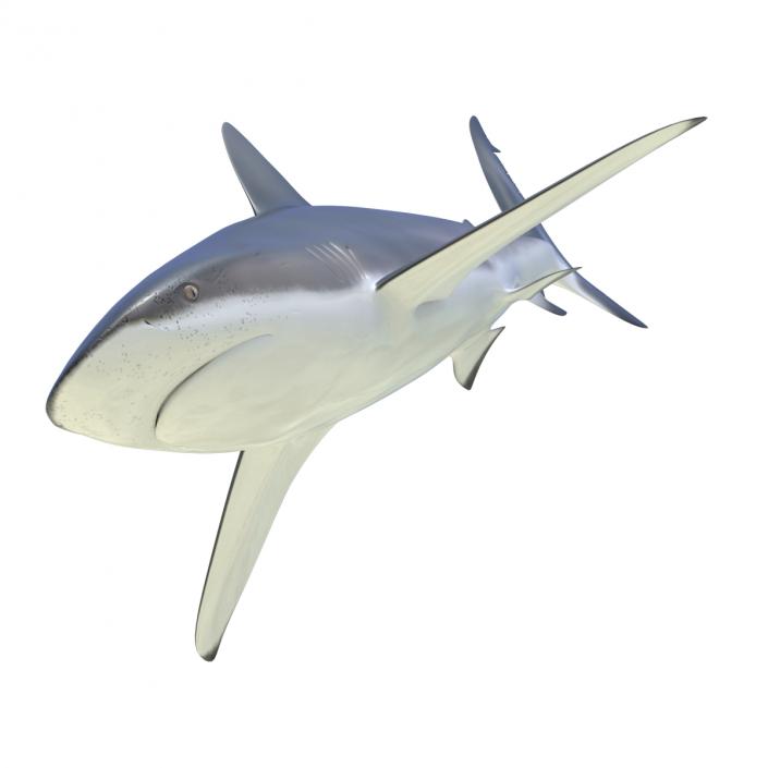 3D Dusky Shark