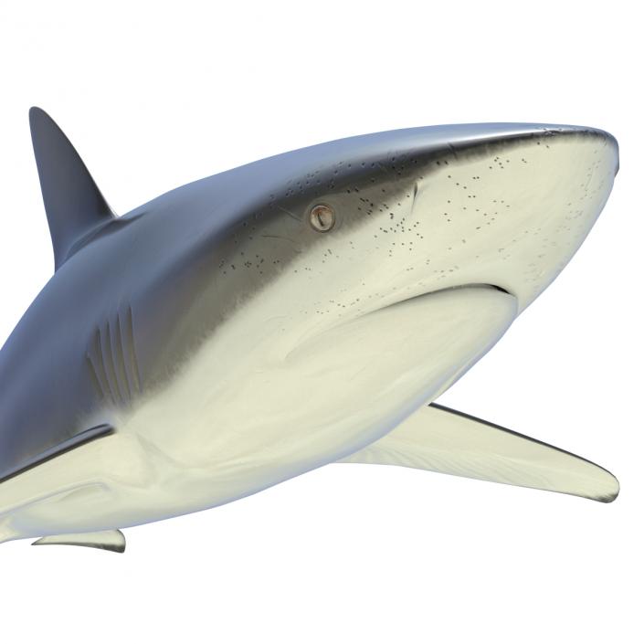 3D Dusky Shark