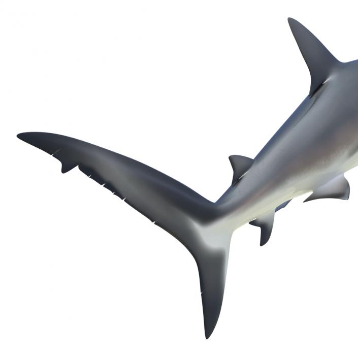 3D Dusky Shark