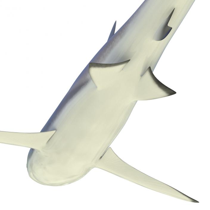 3D Dusky Shark