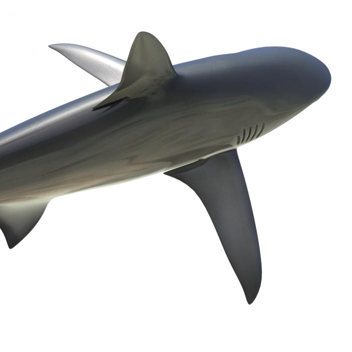 3D Dusky Shark