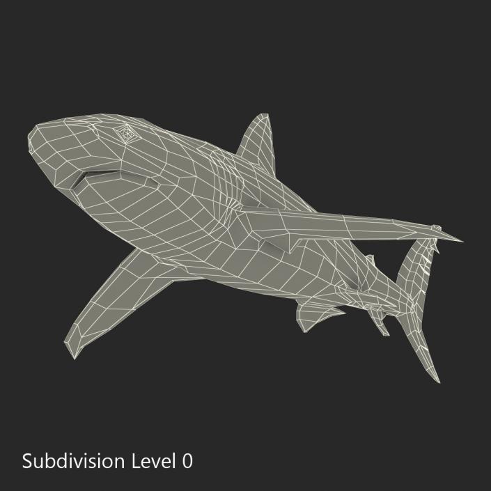 3D Dusky Shark