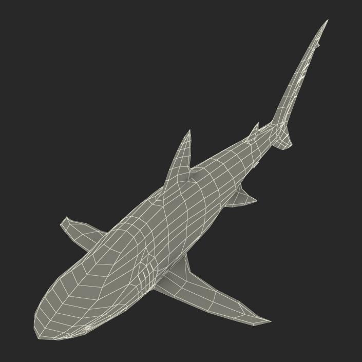 3D Dusky Shark