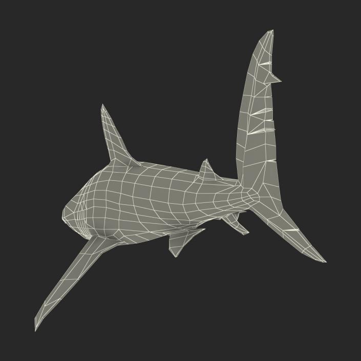 3D Dusky Shark