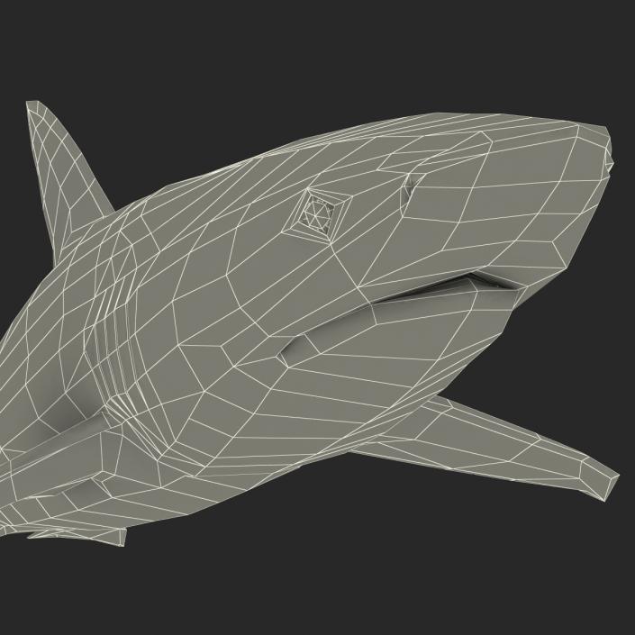 3D Dusky Shark