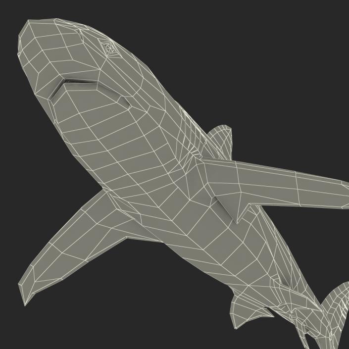 3D Dusky Shark