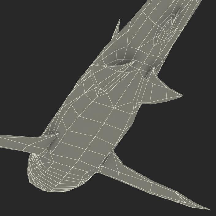 3D Dusky Shark