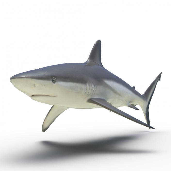 3D model Grey Reef Shark