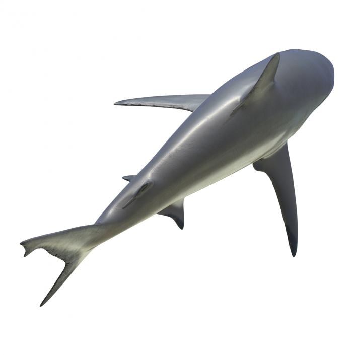 3D model Grey Reef Shark