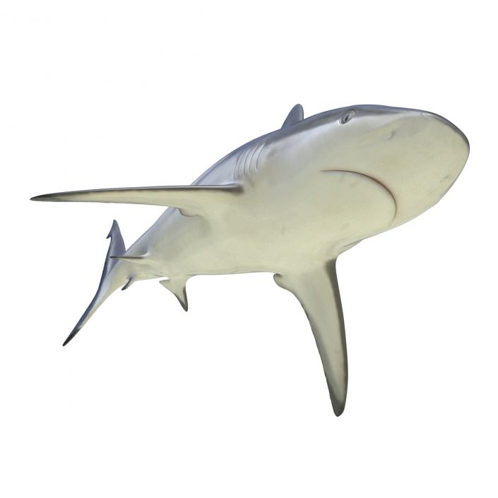 3D model Grey Reef Shark