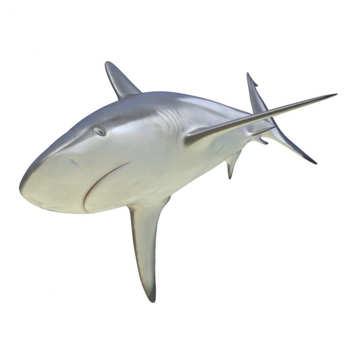 3D model Grey Reef Shark