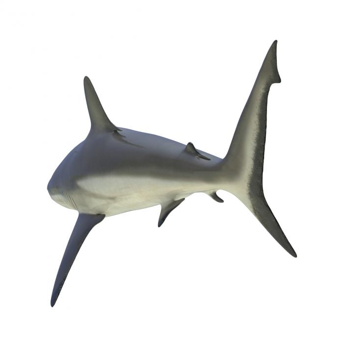 3D model Grey Reef Shark