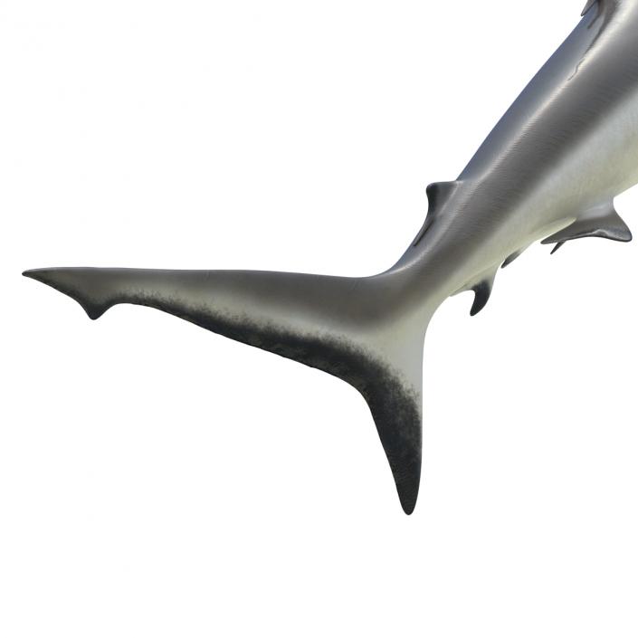 3D model Grey Reef Shark