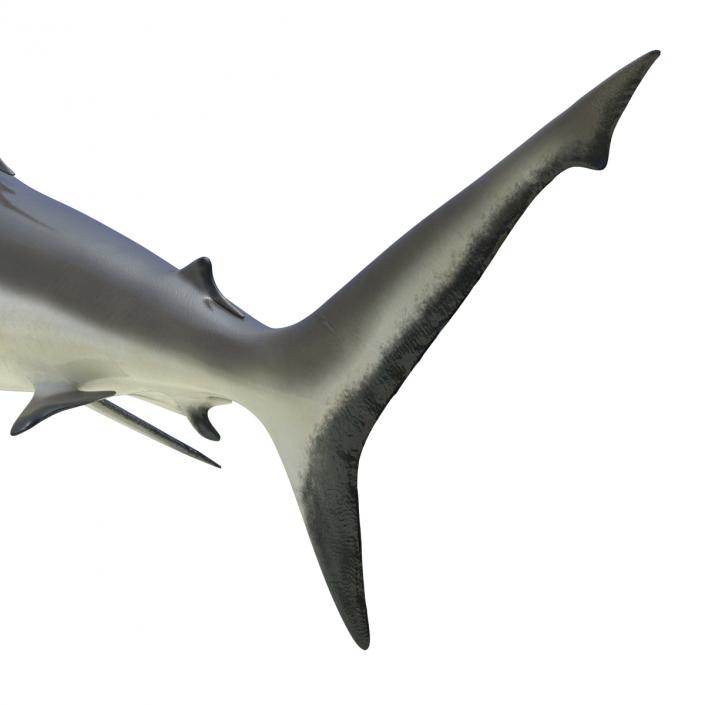 3D model Grey Reef Shark